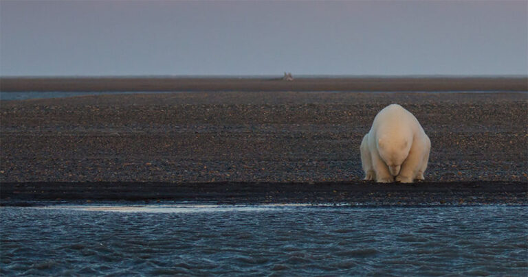 Ήθελε να φωτογραφίσει πολικές αρκούδες στα χιόνια όμως το χιόνι δεν υπήρχε πουθενά.