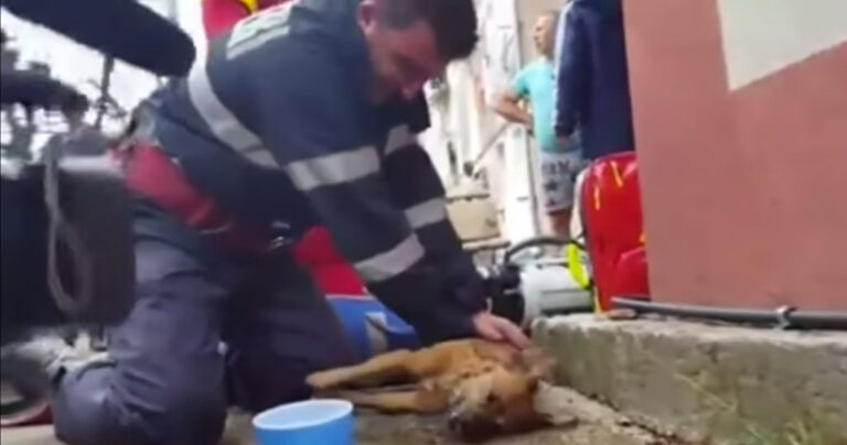 Ήρωας πυροσβέστης έσωσε σκύλο δίνοντάς του το φιλί της ζωής.
