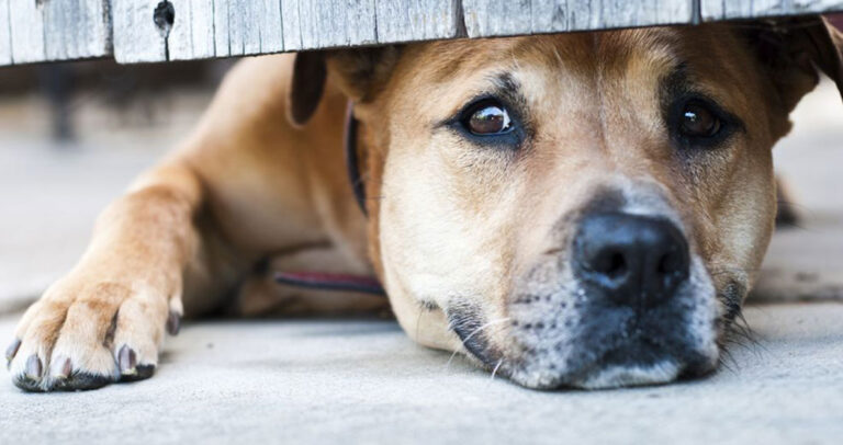 Άνδρας βίαζε γέρικη σκυλίτσα μπροστά στα μάτια των περιοίκων στο Ηράκλειο.