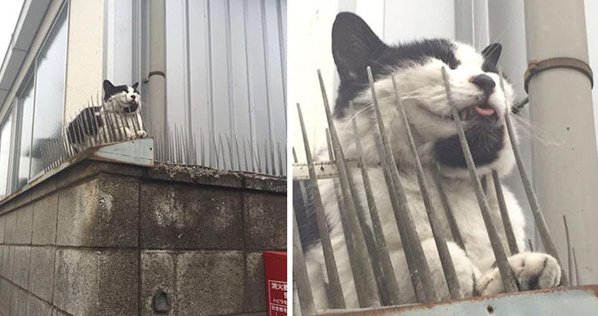 Соседский кот метит. Кот на заборе. Котик на заборе. Ограждение от котов. Защита от котов на забор.