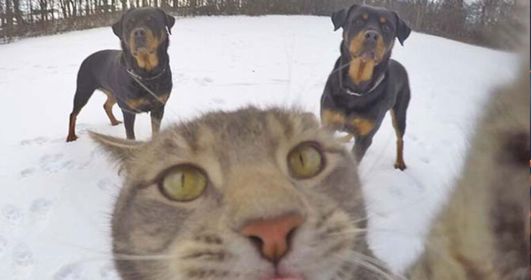 Οι δέκα πιο δημοφιλέστερες selfies παγκοσμίως για το 2016