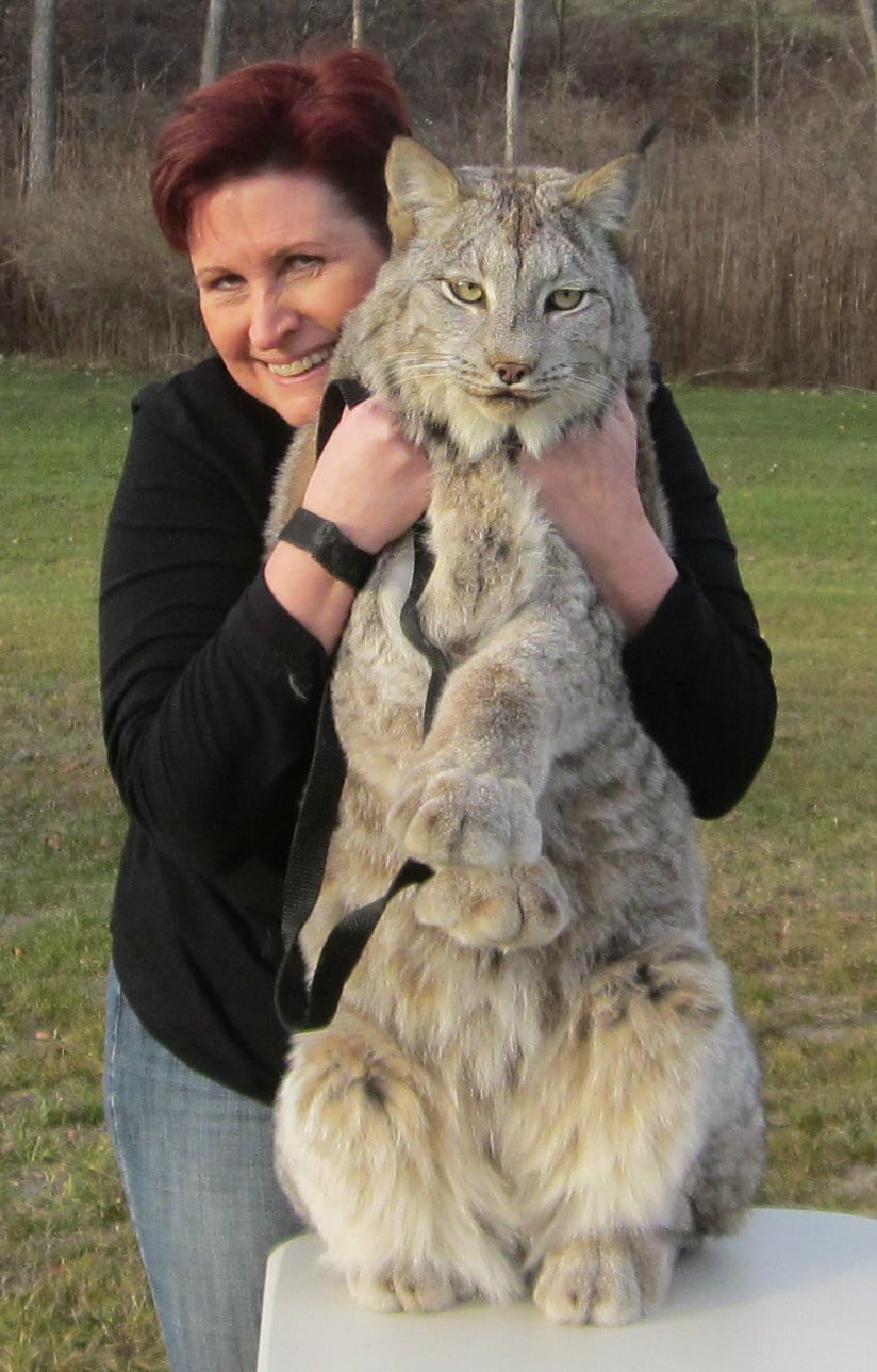 Кошки самой крупной породы