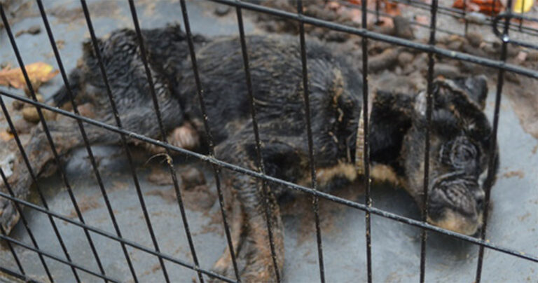 Ετοιμοθάνατος σκύλος που βρέθηκε κλειδωμένος σε κλουβί δέχεται μια δεύτερη ευκαιρία στη ζωή.