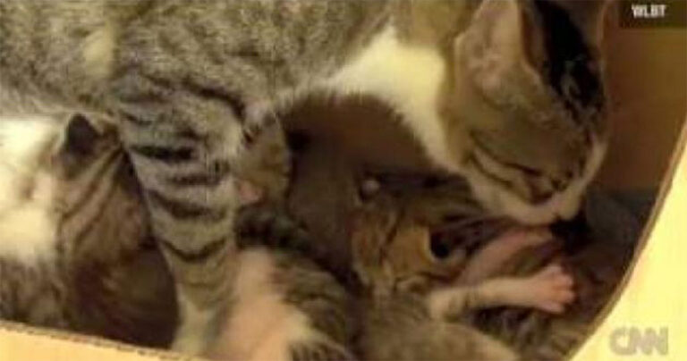 Γάτα υιοθέτησε έναν μικρό σκιουράκι και του έμαθε να «γουργουρίζει».