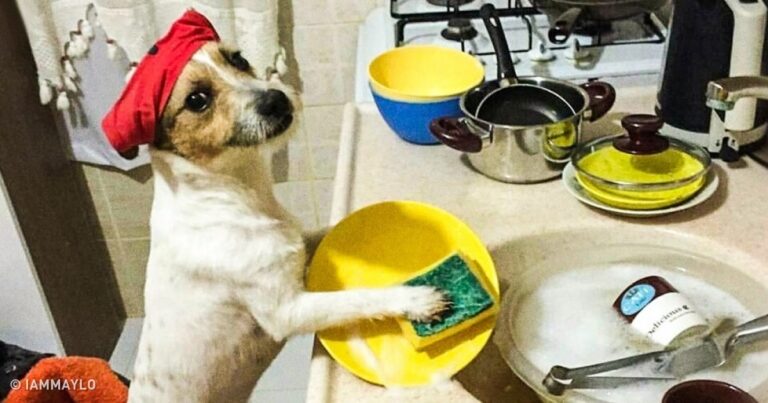 15 σκυλιά που είναι σίγουρα ότι είναι άνθρωποι.