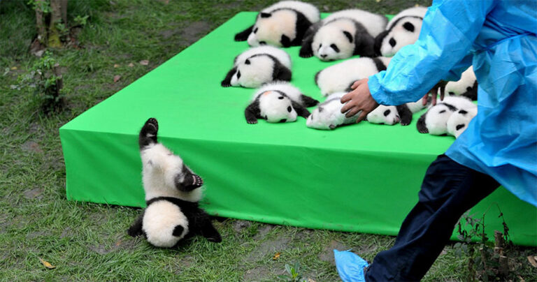 40 από τις πιο συγκλονιστικές φωτογραφίες του 2016 από το πρακτορείο Reuters.