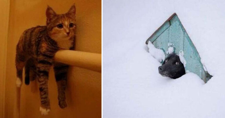 13 αξιολάτρευτα ζώα που έχουν πια παραδοθεί στη μοίρα τους