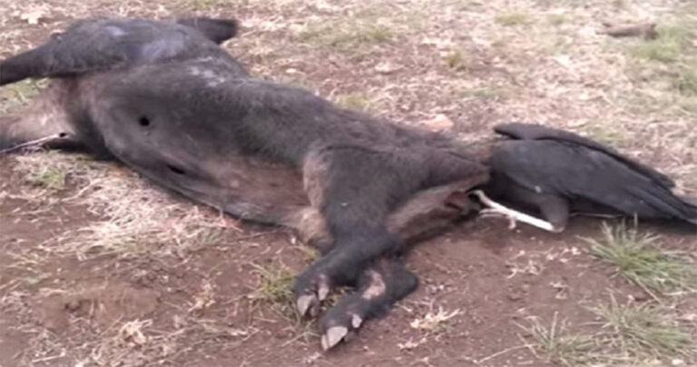 Γύπας κόλλησε στα οπίσθια ενός νεκρού γουρουνιού και το γεύμα του μετατράπηκε σε εφιάλτη.