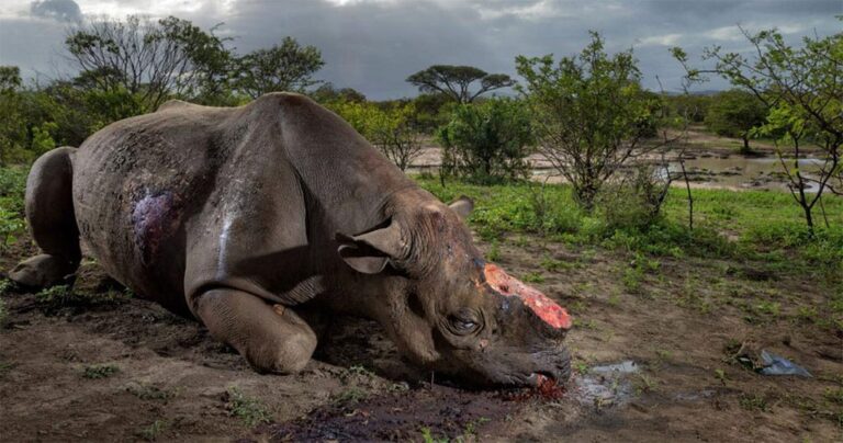 Οι 20 πιο συγκλονιστικές φωτογραφίες του National Geographic για το 2016.