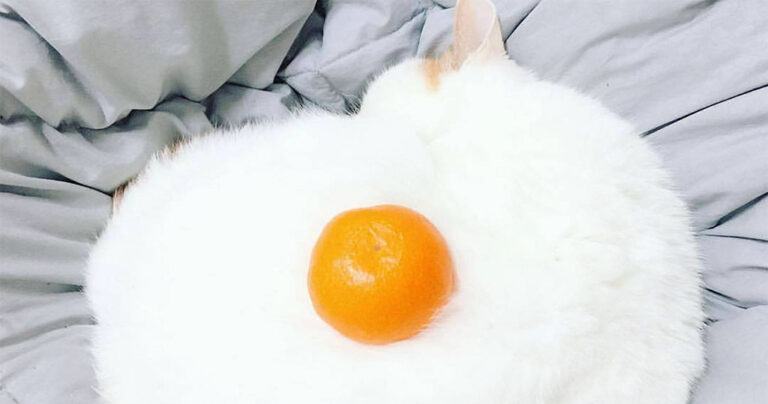 Έβαλε ένα μανταρίνι πάνω στη γάτα του ενώ κοιμόταν προκαλώντας μια ξεκαρδιστική μάχη του Photoshop.