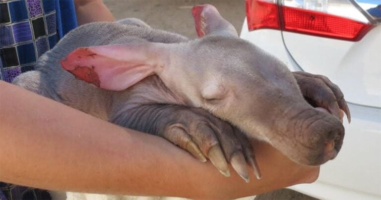 Οδηγός νταλίκας κοίταξε τα λάστιχά του και βρήκε αυτό το αβοήθητο πλάσμα.