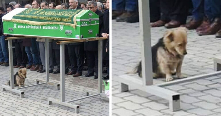 Συντετριμμένος σκύλος επισκέπτεται τον τάφο του ιδιοκτήτη του κάθε μέρα.