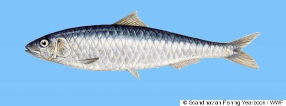 perierga.gr - Fish Guide: Πόσο καλά γνωρίζετε τα ελληνικά ψαρικά;
