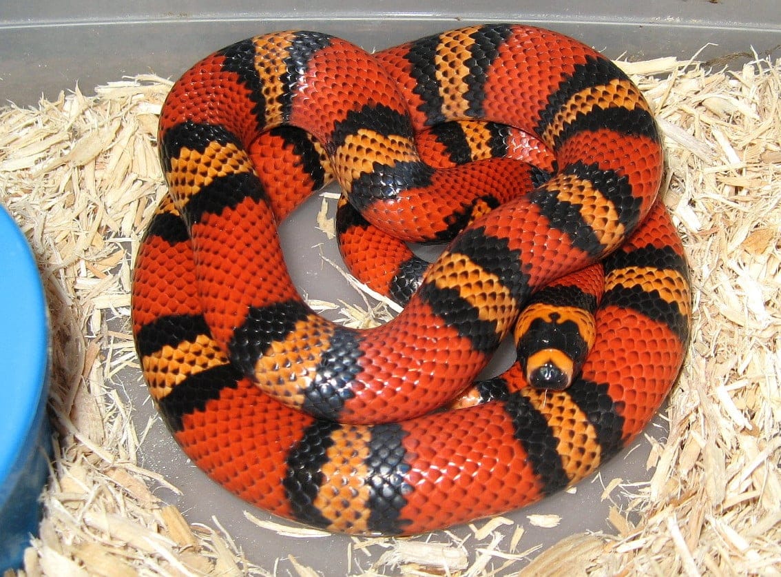 Красно желтая змея. Lampropeltis Triangulum hondurensis. Lampropeltis getulus californiae. Змея разноцветный полоз. Красная змея.