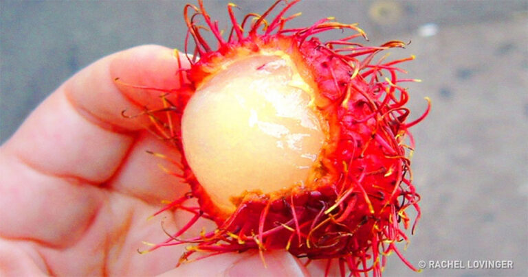 10 εξωτικές λιχουδιές που δε θα θέλατε να δοκιμάσετε