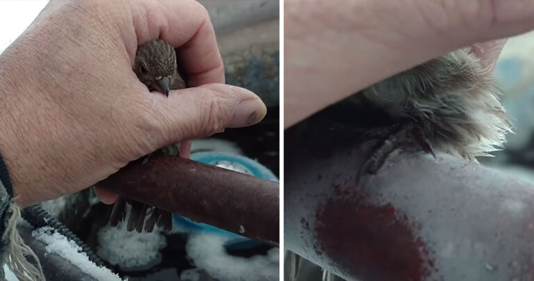Ηλικιωμένος έσωσε παγωμένο σπουργίτι με την ζεστή του ανάσα