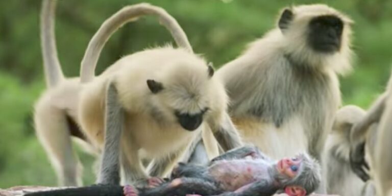 Μαϊμούδες θρηνούν για το χαμό συντρόφου τους που δεν γνώριζαν ότι ήταν ρομπότ.