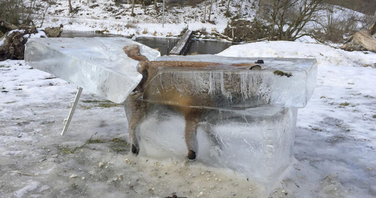 Αλεπού έπεσε και πάγωσε κυριολεκτικά μέσα στον ποταμό Δούναβη