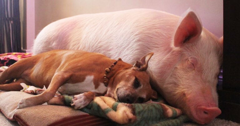 Έσθερ: Ίσως το μεγαλύτερο γουρούνι στον κόσμο.