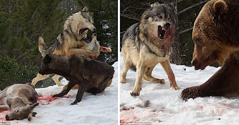 Αρκούδα κλέβει το γεύμα λύκων μέσα από τα πόδια τους σε μια επική μονομαχία