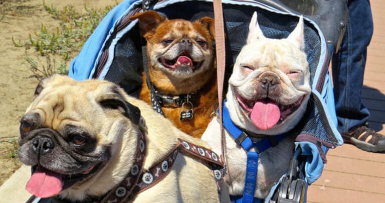 Γιατί μιλάμε στους σκύλους όπως στα μωρά;