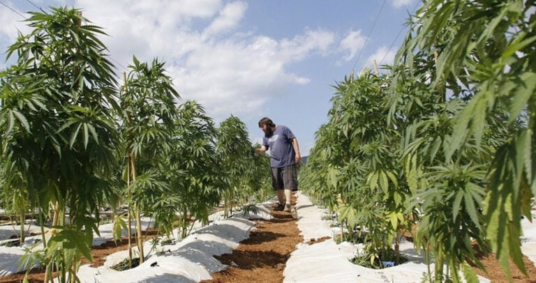 Η Γερμανία νομιμοποίησε τη χρήση κάνναβης για θεραπευτικούς σκοπούς