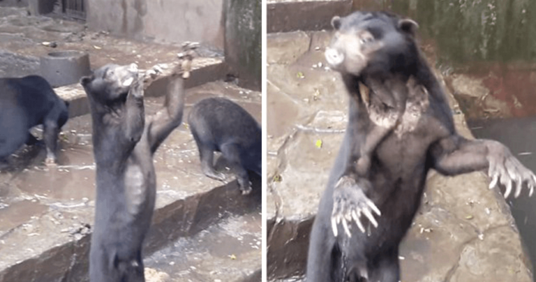 Σκελετωμένες αρκούδες πεθαίνουν από την πείνα σε ζωολογικό κήπο της Ινδονησίας