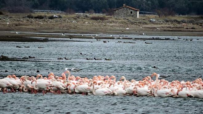 1.000 φλαμίνγκο «αγκαλιάστηκαν» για να ζεσταθούν στη Λέσβο