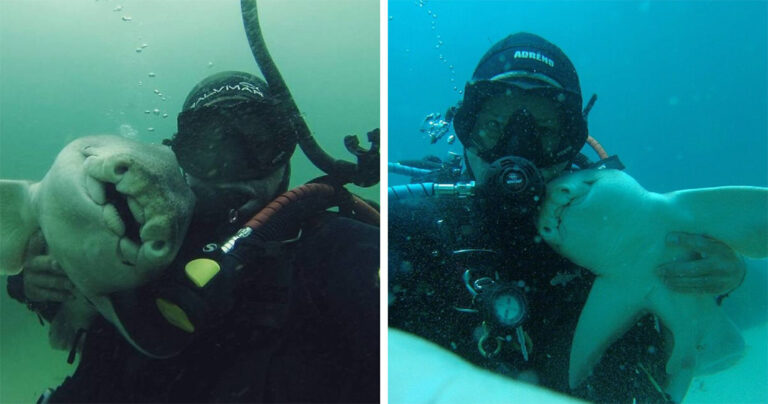 Καρχαρίας αγκαλιάζει δύτη κάθε φορά που τον βλέπει επί 7 χρόνια.