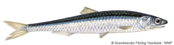 perierga.gr - Fish Guide: Πόσο καλά γνωρίζετε τα ελληνικά ψαρικά;