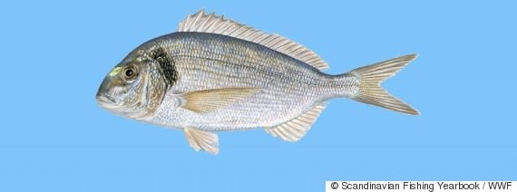 perierga.gr - Fish Guide: Πόσο καλά γνωρίζετε τα ελληνικά ψαρικά;