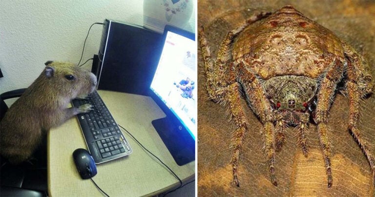 10 φωτογραφίες από πράγματα που βλέπει κανείς μόνο στην Αυστραλία