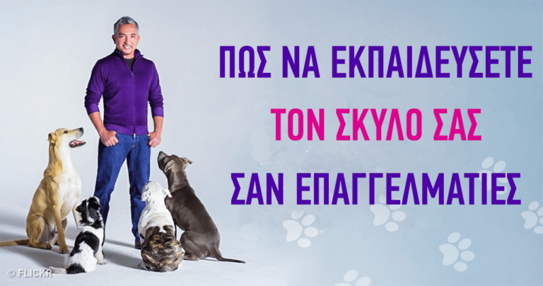 Πώς να εκπαιδεύσετε τον σκύλο σας όπως οι επαγγελματίες