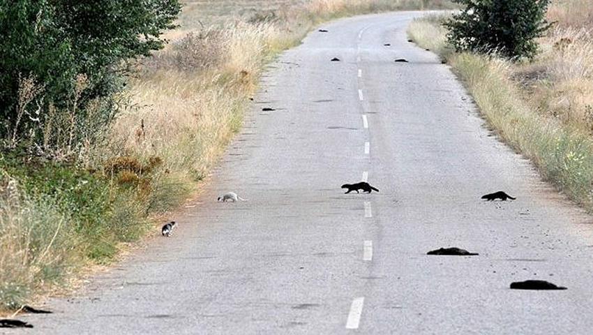 Το «ελληνικό» μινκ απειλεί την πανίδα της Δυτικής Μακεδονίας 5 3dcc46d0bedf45b1e8febf2cfa10a0ef