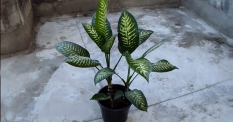 «Ο γιος μου πέθανε από αυτό το καταραμένο φυτό»