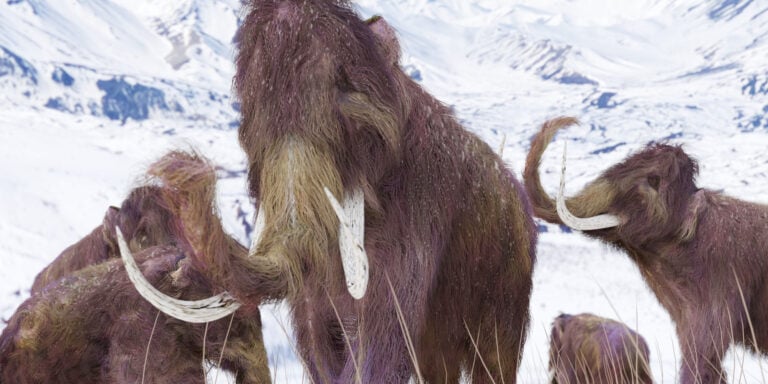 Τα μαμούθ θα επιστρέψουν σε 2 χρόνια λένε οι επιστήμονες του Xάρβαρντ