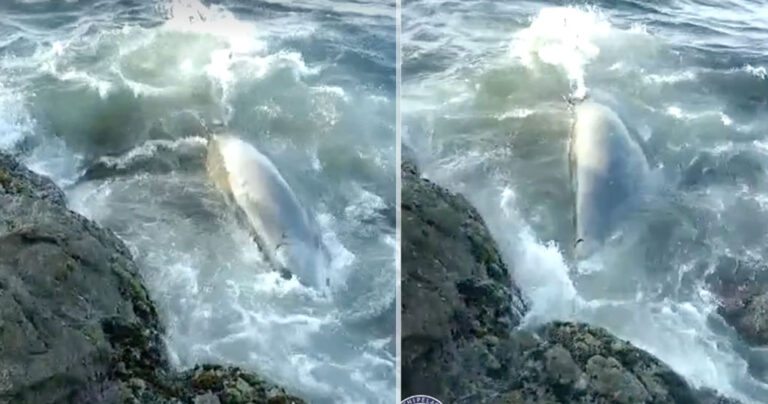 Σπάνιο είδος φάλαινας έκανε την εμφάνισή του στην Ικαρία
