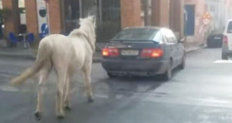 Έδεσαν άλογο πίσω από αυτοκίνητο και το έβγαλαν βόλτα στην Θεσσαλονίκη