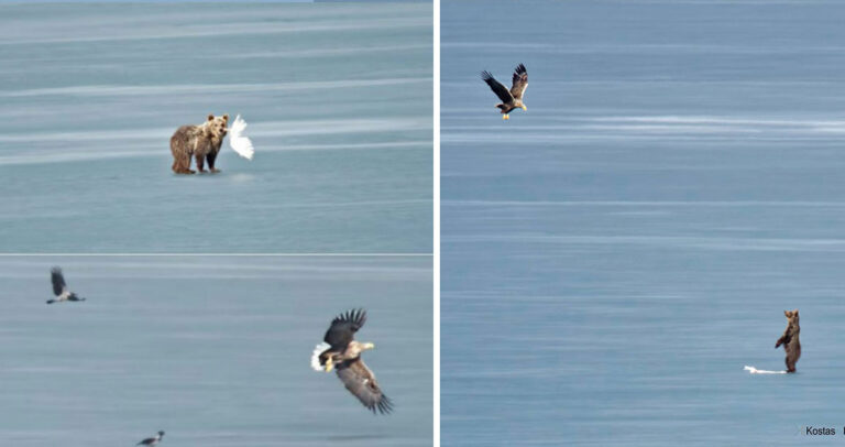 Αρκούδα στη Καστορία σκότωσε έναν κύκνο και δέχτηκε επίθεση από αετό