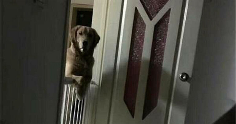 Ιδιοκτήτης μαθαίνει τον λυπηρό λόγο που ο σκύλος του τον κοιτά πριν αυτός κοιμηθεί