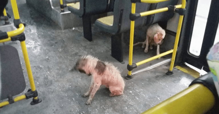 Οδηγός λεωφορείου είδε δύο αδέσποτους σκύλους σε καταιγίδα και έκανε κάτι εκπληκτικό