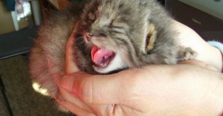 Ρώσος αγρότης νόμιζε ότι βρήκε αδέσποτα γατάκια μέχρι που αυτά μεγάλωσαν