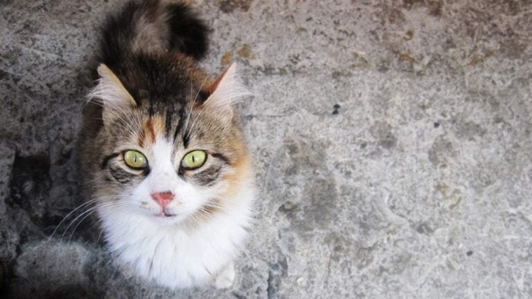 Πολιτισμός είναι να κατανοείς τη γάτα