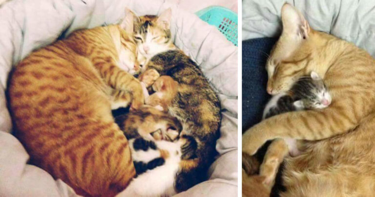 Μπαμπάς γάτος βοηθά τη μαμά γάτα να γεννήσει και μας γεμίζει με θετικά συναισθήματα