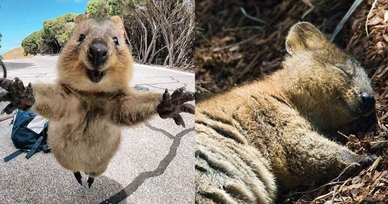 Τα κουόκα είναι τα πιο χαρούμενα ζώα πάνω στον πλανήτη Τα κουόκα είναι τα πιο χαρούμενα ζώα πάνω στον πλανήτη