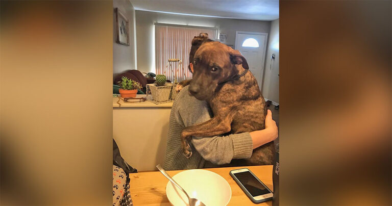Σκύλος που διασώθηκε πριν από έναν χρόνο δεν σταματάει να αγκαλιάζει την ιδιοκτήτριά του κάθε μέρα