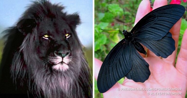 17 ζώα που γεννήθηκαν πιο μαύρα και από την νύχτα