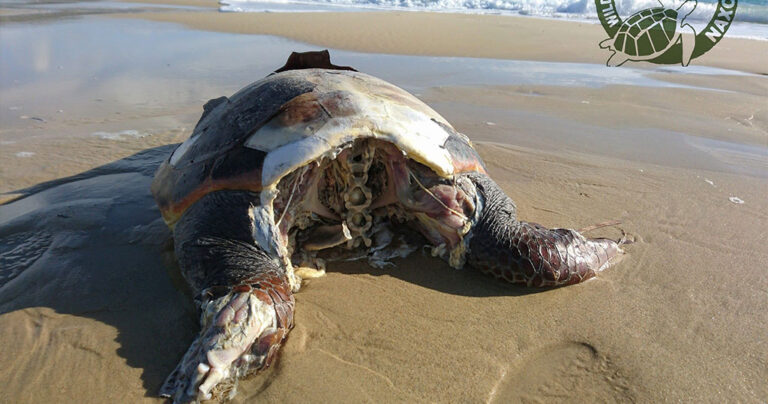 Αποκεφάλισαν 10 θαλάσσιες χελώνες στη Νάξο