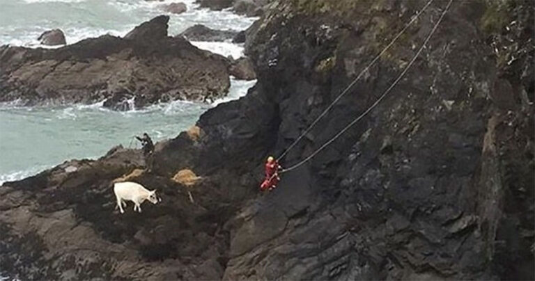 Έκαναν 2 μέρες να σώσουν μια έγκυο αγελάδα που είχε πέσει από βράχο Έκαναν 2 μέρες να σώσουν μια έγκυο αγελάδα που είχε πέσει από βράχο