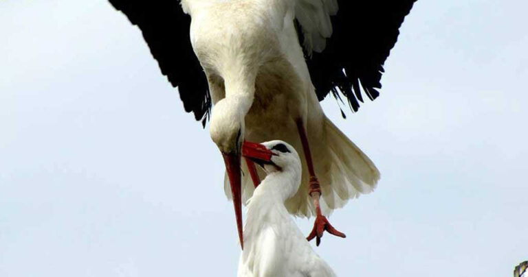 Πελαργός ταξιδεύει κάθε χρόνο εκατοντάδες μίλια για να δει τον τραυματισμένο έρωτα της ζωής του